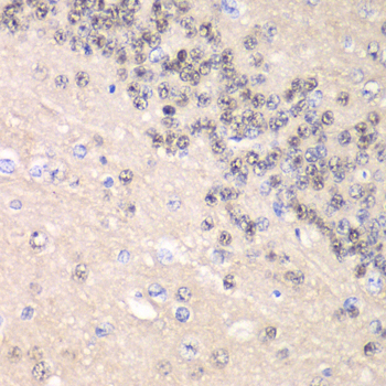 Cyclin C Rabbit Polyclonal Antibody - Image 2