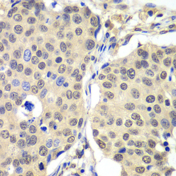 Cyclin C Rabbit Polyclonal Antibody - Image 3