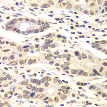 Cyclin C Rabbit Polyclonal Antibody - Image 4