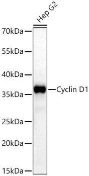 Cyclin D1 Rabbit Polyclonal Antibody