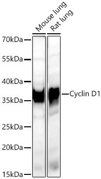 Cyclin D1 Rabbit Polyclonal Antibody - Image 2