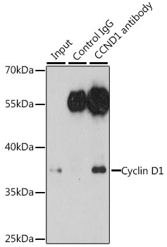 Cyclin D1 Rabbit Polyclonal Antibody - Image 5