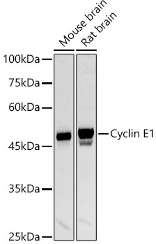 Cyclin E1 Rabbit Polyclonal Antibody