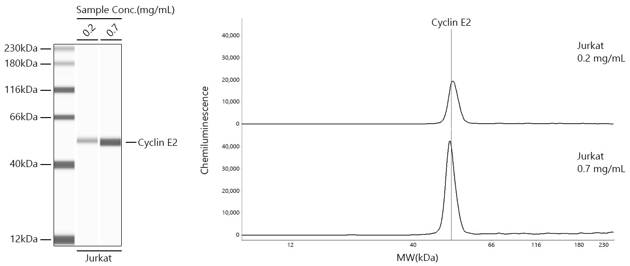 Cyclin E2 Rabbit Monoclonal Antibody