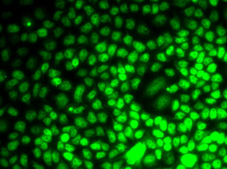 Cyclin E2 Rabbit Polyclonal Antibody - Image 2