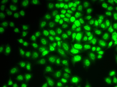 Cyclin G1 Rabbit Polyclonal Antibody - Image 2