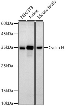 Cyclin H Rabbit Monoclonal Antibody