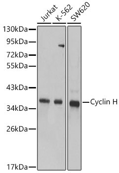 Cyclin H Rabbit Polyclonal Antibody