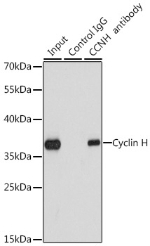 Cyclin H Rabbit Polyclonal Antibody - Image 2