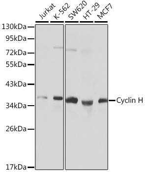 Cyclin H Rabbit Polyclonal Antibody