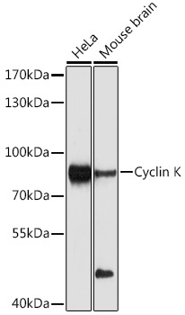 Cyclin K Rabbit Polyclonal Antibody