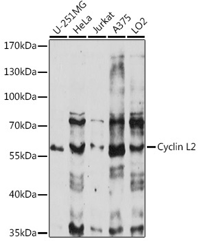 Cyclin L2 Rabbit Polyclonal Antibody