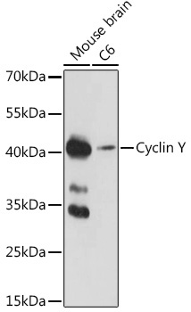 Cyclin Y Rabbit Polyclonal Antibody