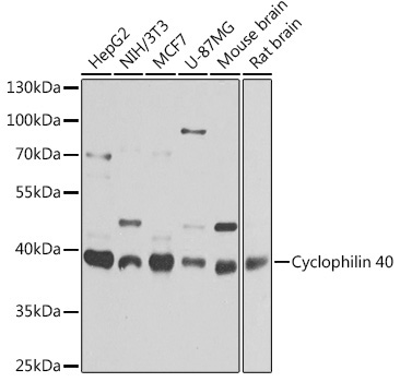 Cyclophilin 40 Rabbit Polyclonal Antibody