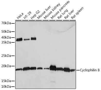 Cyclophilin B Rabbit Monoclonal Antibody