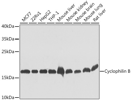 Cyclophilin B Rabbit Polyclonal Antibody