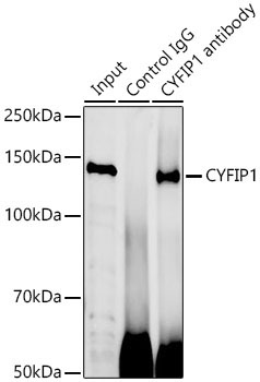 CYFIP1 Rabbit Polyclonal Antibody - Image 2