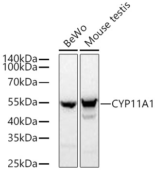 CYP11A1 Rabbit Monoclonal Antibody