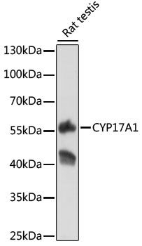 CYP17A1 Rabbit Polyclonal Antibody