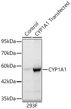 CYP1A1 Rabbit Polyclonal Antibody