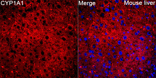 CYP1A1 Rabbit Polyclonal Antibody - Image 4