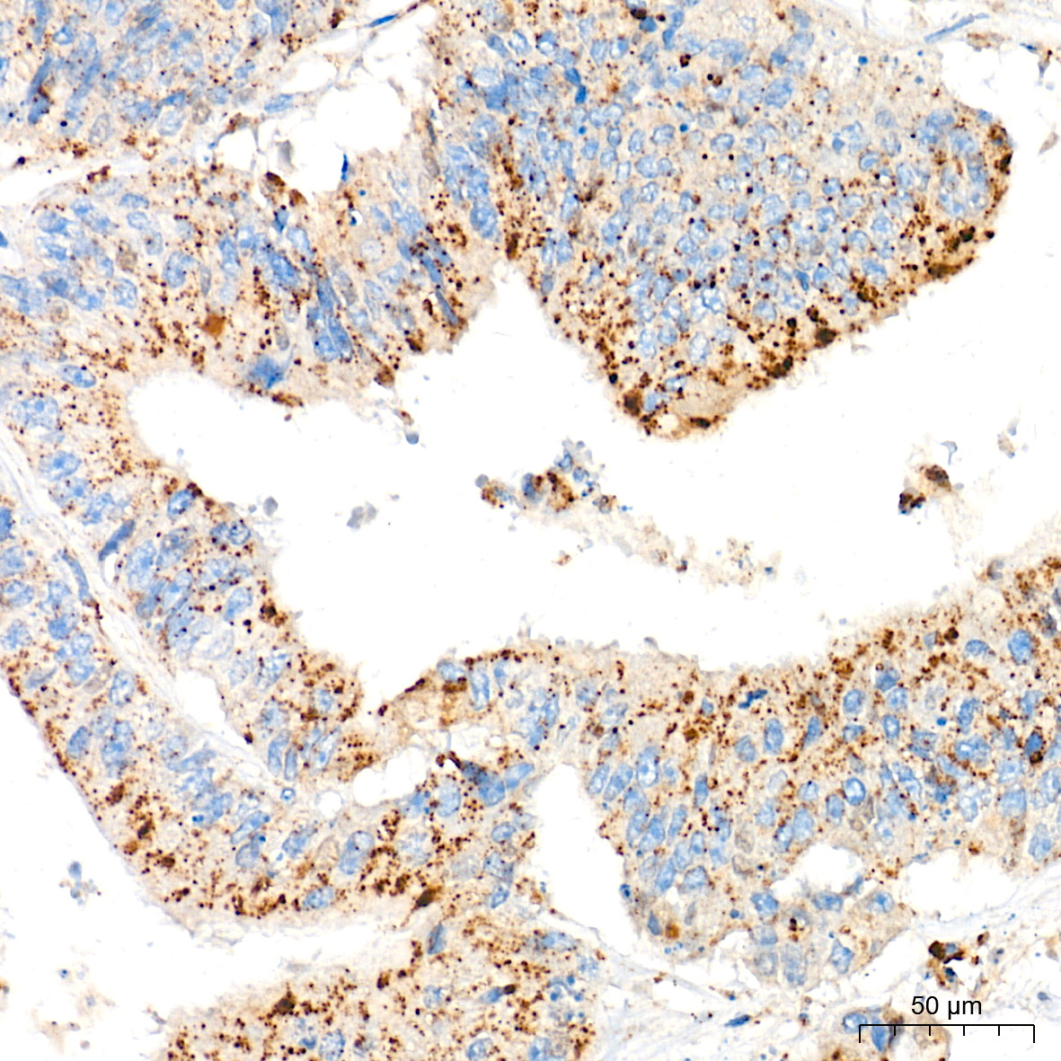 CYP1A1 Rabbit Polyclonal Antibody - Image 2