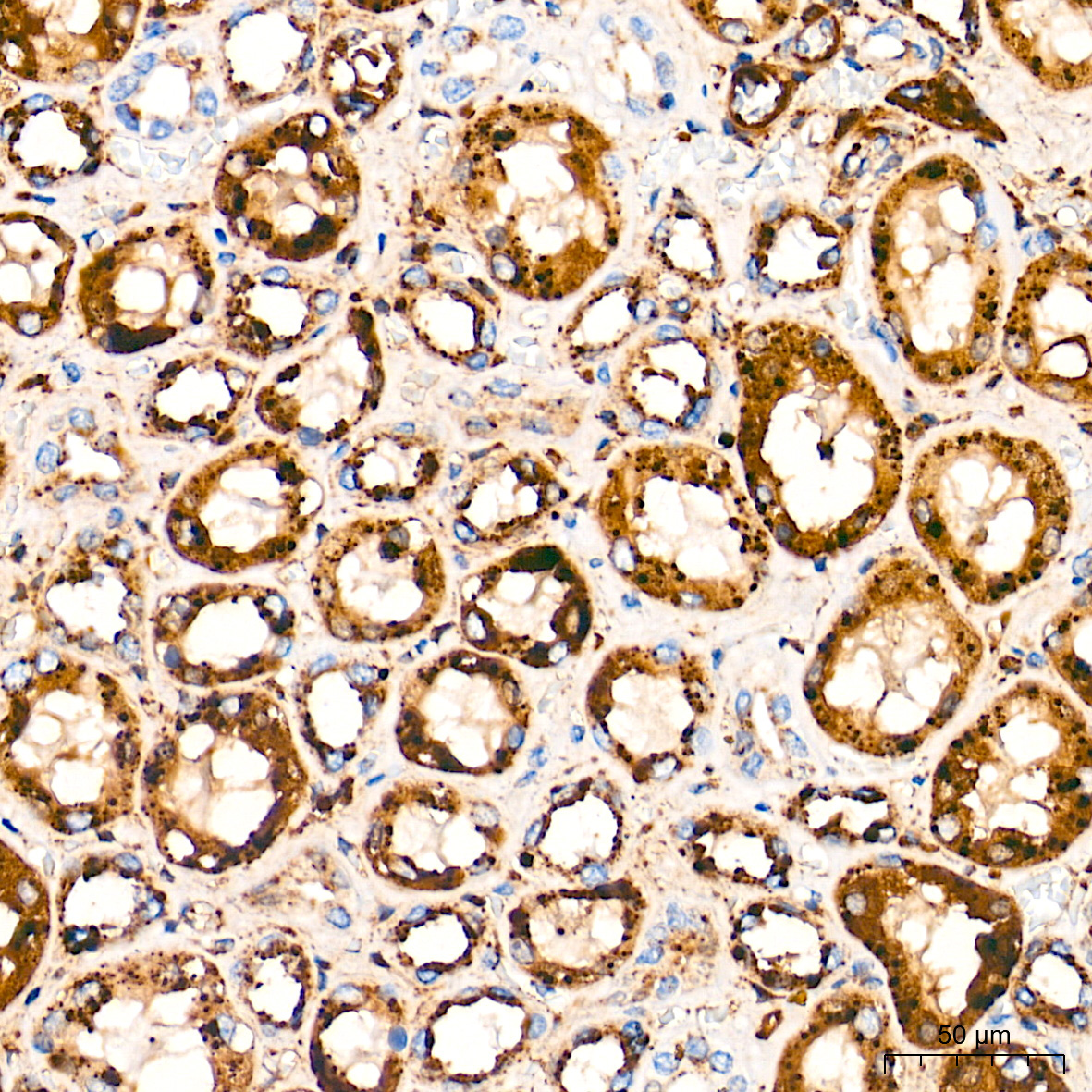 CYP1A1 Rabbit Polyclonal Antibody - Image 3