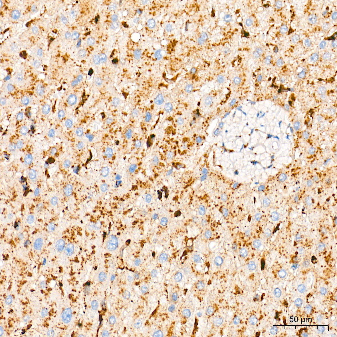 CYP1A1 Rabbit Polyclonal Antibody - Image 4