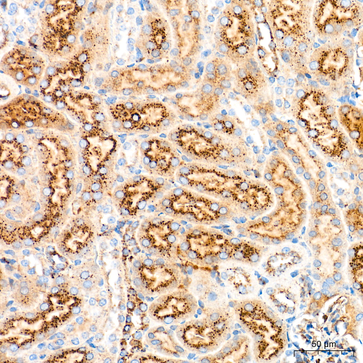 CYP1A1 Rabbit Polyclonal Antibody - Image 6