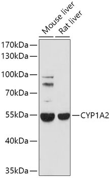 CYP1A2 Rabbit Polyclonal Antibody