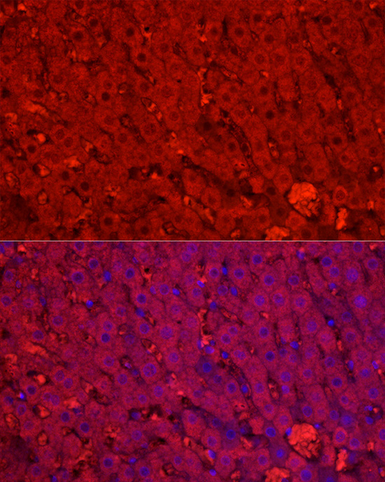 CYP1A2 Rabbit Polyclonal Antibody - Image 4