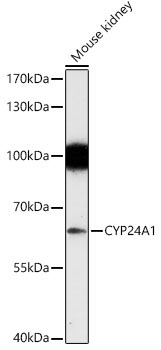 CYP24A1 Rabbit Polyclonal Antibody