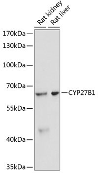 CYP27B1 Rabbit Polyclonal Antibody