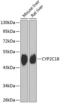 CYP2C18 Rabbit Polyclonal Antibody