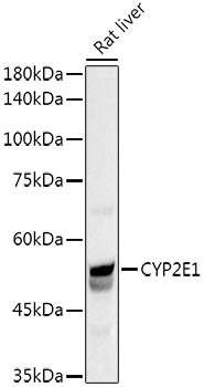 CYP2E1 Rabbit Polyclonal Antibody