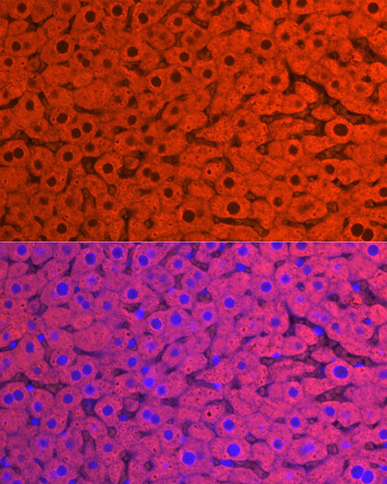 CYP2E1 Rabbit Polyclonal Antibody - Image 4