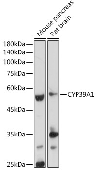 CYP39A1 Rabbit Polyclonal Antibody
