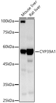 CYP39A1 Rabbit Polyclonal Antibody