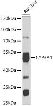 CYP3A4 Rabbit Polyclonal Antibody