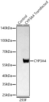 CYP3A4 Rabbit Polyclonal Antibody