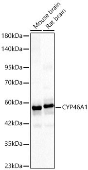 CYP46A1 Rabbit Polyclonal Antibody
