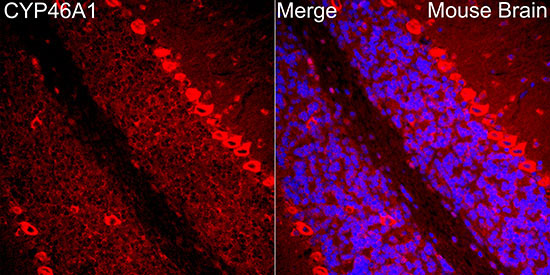 CYP46A1 Rabbit Polyclonal Antibody - Image 2