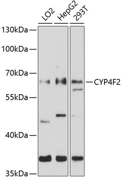 CYP4F2 Rabbit Polyclonal Antibody