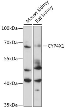 CYP4X1 Rabbit Polyclonal Antibody