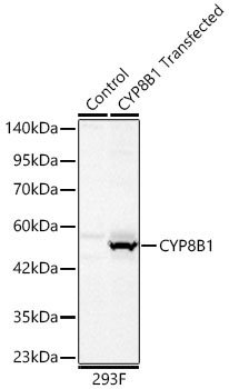 CYP8B1 Rabbit Polyclonal Antibody