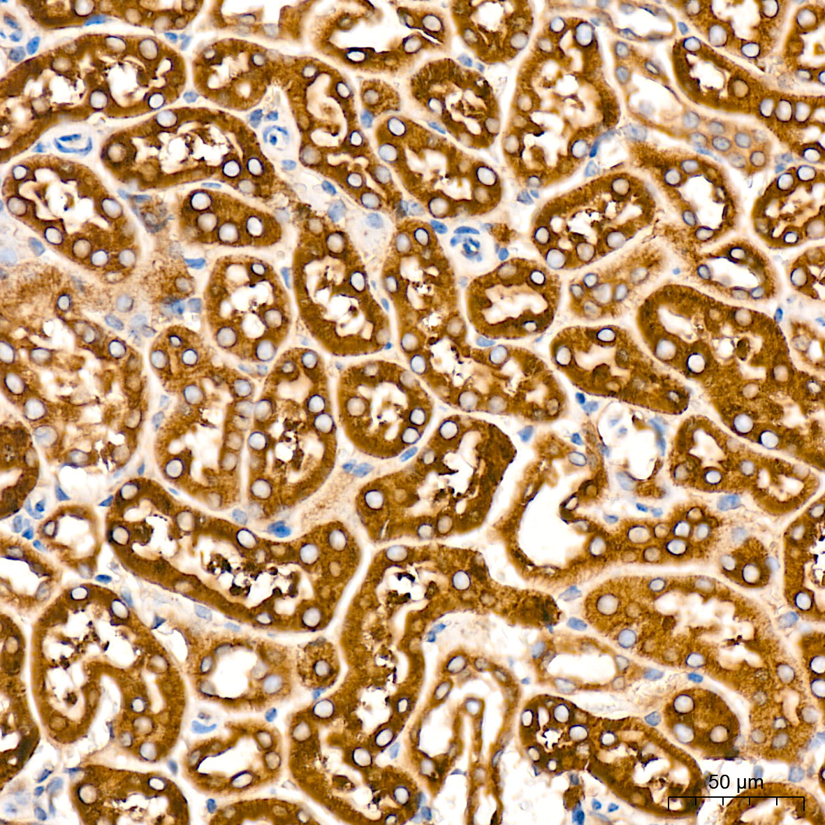 CYPOR Rabbit Monoclonal Antibody - Image 2
