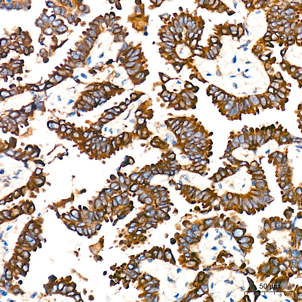 CYPOR Rabbit Monoclonal Antibody - Image 3