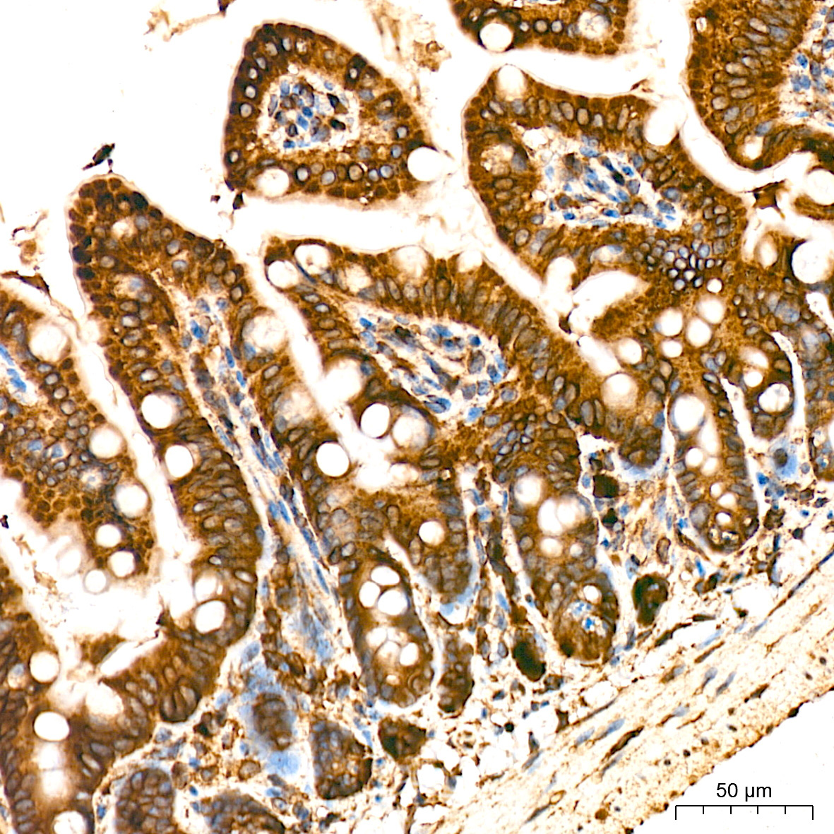 CYPOR Rabbit Monoclonal Antibody - Image 4
