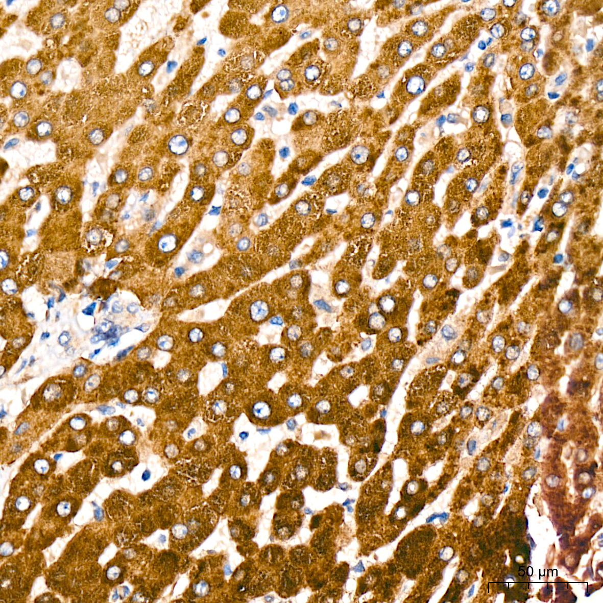 CYPOR Rabbit Monoclonal Antibody - Image 5