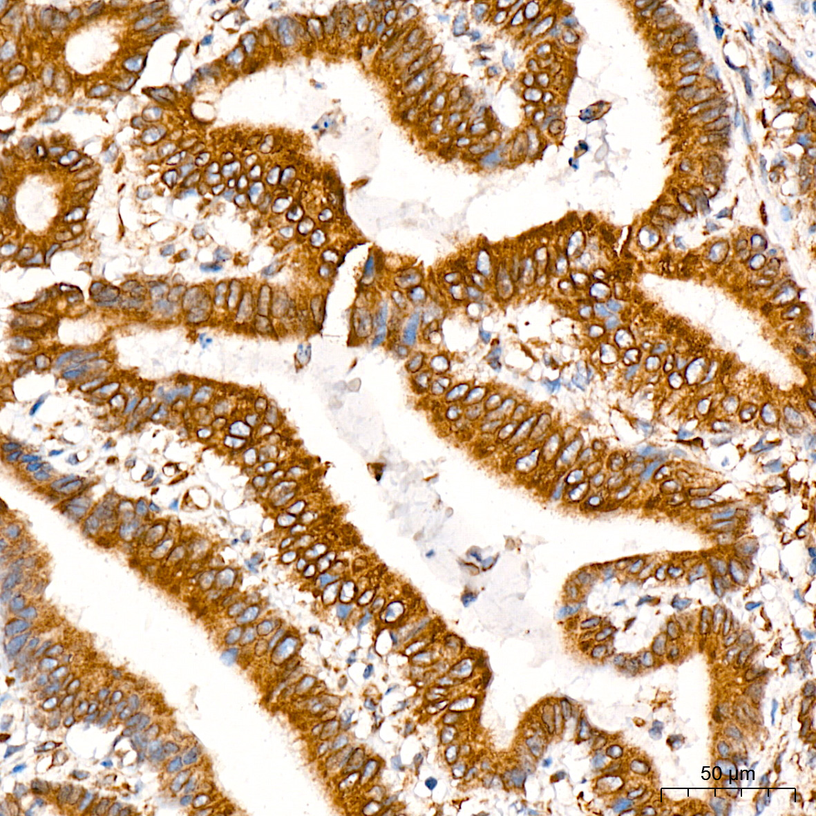 CYPOR Rabbit Monoclonal Antibody - Image 6